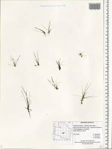 Eleocharis acicularis (L.) Roem. & Schult., Eastern Europe, North-Western region (E2) (Russia)