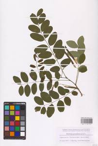 Robinia pseudoacacia L., Eastern Europe, Rostov Oblast (E12a) (Russia)