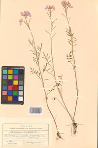 Cardamine pratensis L., Siberia, Chukotka & Kamchatka (S7) (Russia)