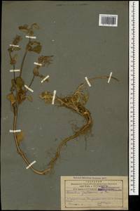 Marrubium astracanicum Jacq., Caucasus, Azerbaijan (K6) (Azerbaijan)