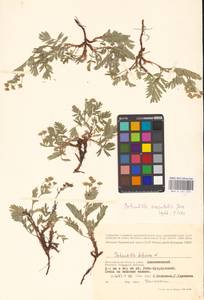 Sibbaldianthe orientalis (Soják) Mosyakin & Shiyan, Eastern Europe, Lower Volga region (E9) (Russia)