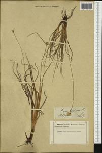 Carex baldensis L., Western Europe (EUR) (Not classified)