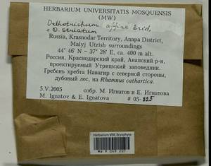 Lewinskya affinis (Brid.) F. Lara, Garilleti & Goffinet, Bryophytes, Bryophytes - North Caucasus & Ciscaucasia (B12) (Russia)