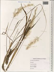 Imperata cylindrica (L.) Raeusch., South Asia, South Asia (Asia outside ex-Soviet states and Mongolia) (ASIA) (Vietnam)