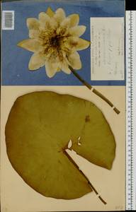 Nymphaea candida C. Presl, Eastern Europe, Central forest-and-steppe region (E6) (Russia)