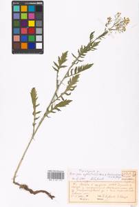 Rorippa sylvestris (L.) Besser, Eastern Europe, Moscow region (E4a) (Russia)