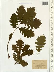 Quercus petraea (Matt.) Liebl., Caucasus, Stavropol Krai, Karachay-Cherkessia & Kabardino-Balkaria (K1b) (Russia)