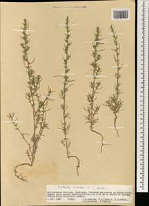 Salsola rosacea L., Mongolia (MONG) (Mongolia)