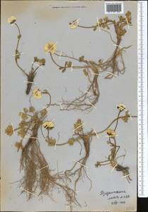 Ranunculus rufosepalus Franch., Middle Asia, Western Tian Shan & Karatau (M3) (Not classified)