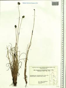 Eriophorum brachyantherum Trautv. & C.A.Mey., Siberia, Chukotka & Kamchatka (S7) (Russia)