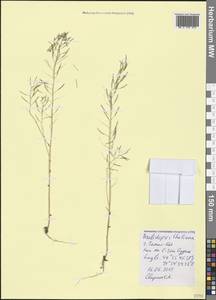 Arabidopsis thaliana (L.) Heynh., Crimea (KRYM) (Russia)