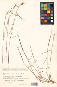 Aegilops cylindrica Host, Eastern Europe, Lower Volga region (E9) (Russia)