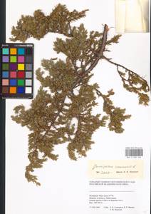 Juniperus communis L., Siberia, Western Siberia (S1) (Russia)