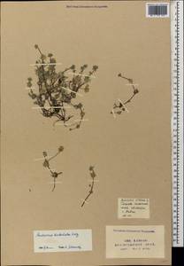 Androsace villosa L., Caucasus, Krasnodar Krai & Adygea (K1a) (Russia)