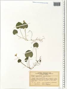 Viola epipsila subsp. repens (Turcz.) W. Becker, Siberia, Central Siberia (S3) (Russia)