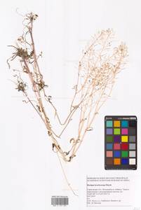 Rorippa brachycarpa (C.A.Mey.) Hayek, Eastern Europe, Lower Volga region (E9) (Russia)