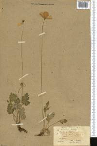 Papaver croceum Ledeb., Middle Asia, Northern & Central Tian Shan (M4) (Kazakhstan)