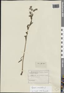 Lycopsis arvensis subsp. orientalis (L.) Kusn., Eastern Europe, Lower Volga region (E9) (Russia)