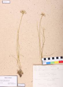 Allium ursinum L., Siberia, Altai & Sayany Mountains (S2) (Russia)