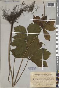 Sanicula rubriflora F.Schmidt, Siberia, Russian Far East (S6) (Russia)