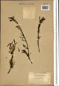 Rhamnus erythroxyloides subsp. erythroxyloides, Caucasus, Stavropol Krai, Karachay-Cherkessia & Kabardino-Balkaria (K1b) (Russia)
