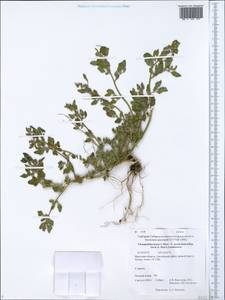 Chenopodium karoi (Murr) Aellen, Siberia, Baikal & Transbaikal region (S4) (Russia)