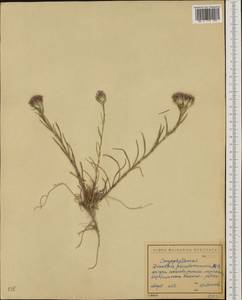 Dianthus pseudarmeria M. Bieb., Western Europe (EUR) (Bulgaria)