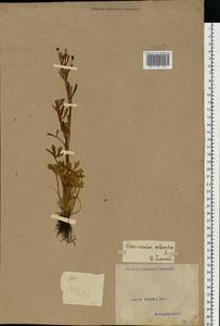 Ranunculus sceleratus L., Eastern Europe, North Ukrainian region (E11) (Ukraine)