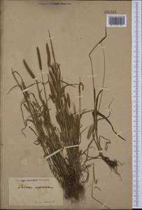 Phleum paniculatum Huds., Western Europe (EUR) (Not classified)