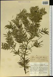 Abies holophylla Maxim., Siberia, Russian Far East (S6) (Russia)