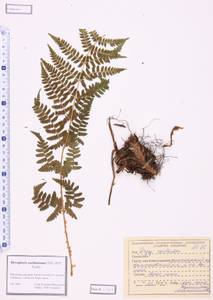 Dryopteris carthusiana (Vill.) H.P.Fuchs, Siberia, Altai & Sayany Mountains (S2) (Russia)