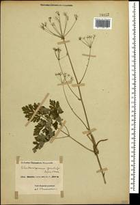 Eleutherospermum cicutarium (M. Bieb.) Boiss., Caucasus, Black Sea Shore (from Novorossiysk to Adler) (K3) (Russia)