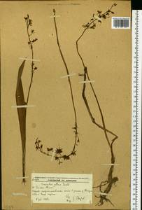 Oreorchis patens (Lindl.) Lindl., Siberia, Russian Far East (S6) (Russia)