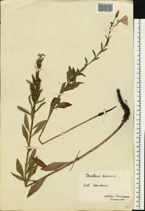 Oenothera biennis L., Eastern Europe, North Ukrainian region (E11) (Ukraine)