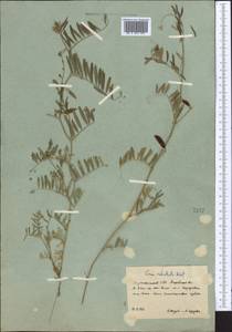 Vicia monantha subsp. monantha, Middle Asia, Karakum (M6) (Turkmenistan)