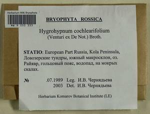 Platyhypnum cochleariifolium (Venturi) Ochyra, Bryophytes, Bryophytes - Karelia, Leningrad & Murmansk Oblasts (B4) (Russia)