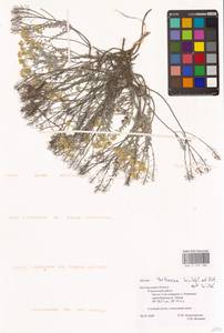 Odontarrhena tortuosa subsp. tortuosa, Eastern Europe, Central forest-and-steppe region (E6) (Russia)