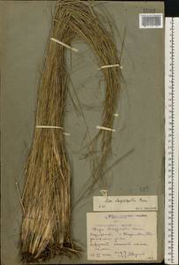 Stipa dasyphylla (Lindem.) Czern. ex Trautv., Eastern Europe, Rostov Oblast (E12a) (Russia)