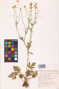 Ranunculus oxyspermus Willd., Eastern Europe, Lower Volga region (E9) (Russia)