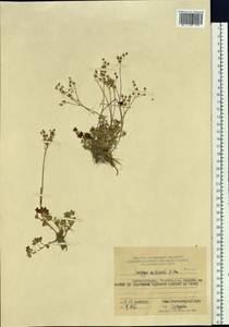 Micranthes nudicaulis (D. Don) Gornall & H. Ohba, Siberia, Russian Far East (S6) (Russia)