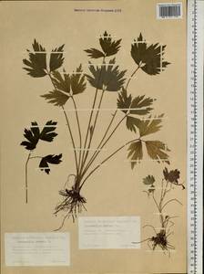 Ranunculus repens L., Siberia, Western Siberia (S1) (Russia)