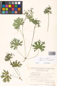 Geranium pusillum L., Eastern Europe, Moscow region (E4a) (Russia)