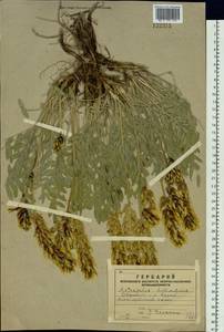 Astragalus follicularis Pall., Siberia, Altai & Sayany Mountains (S2) (Russia)