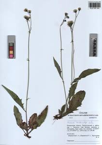 Hieracium korshinskyi Zahn, Siberia, Altai & Sayany Mountains (S2) (Russia)