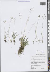 Poa supina Schrad., Siberia, Baikal & Transbaikal region (S4) (Russia)