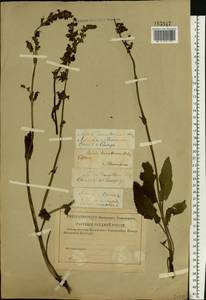 Salvia dumetorum Andrz. ex Besser, Eastern Europe, Central forest-and-steppe region (E6) (Russia)