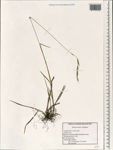 Elymus nutans Griseb., South Asia, South Asia (Asia outside ex-Soviet states and Mongolia) (ASIA) (China)