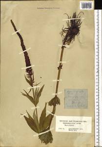 Veronicastrum sibiricum (L.) Pennell, Siberia, Russian Far East (S6) (Russia)