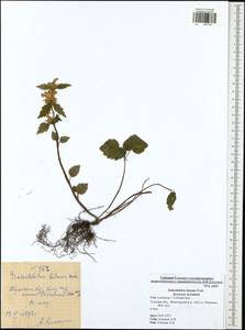 Lamium galeobdolon subsp. galeobdolon, Eastern Europe, Central region (E4) (Russia)