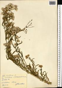 Tripolium pannonicum (Jacq.) Dobrocz., Eastern Europe, North Ukrainian region (E11) (Ukraine)
